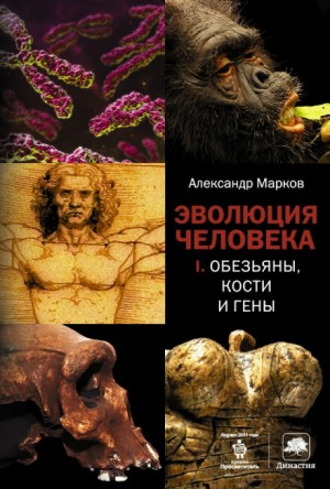 Эволюция человека: 1. Обезьяны, кости и гены