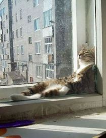 Семь снов чёрного кота. Сон седьмой. Муха
